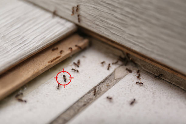 Professional Pest Control in Nazareth College, NY