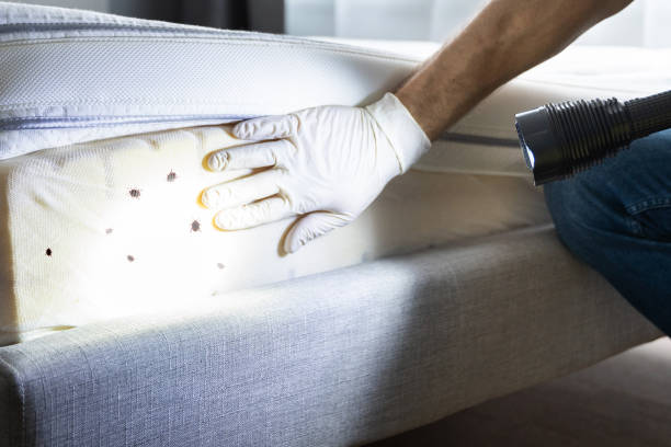 Best Flea Control Services  in Nazareth College, NY