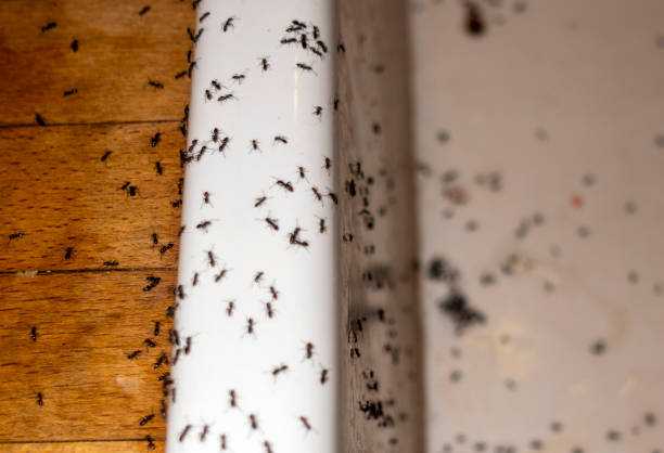 Best Wasp Removal Services  in Nazareth College, NY