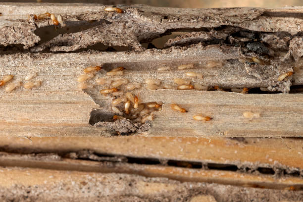 Best Cockroach Control Services  in Nazareth College, NY